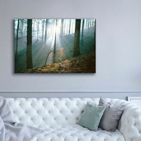 Image of 'Smoke Forest' by Thomas Haney, Giclee Canvas Wall Art,60 x 40