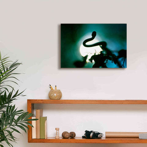 Image of 'Snake Sun' by Thomas Haney, Giclee Canvas Wall Art,18 x 12