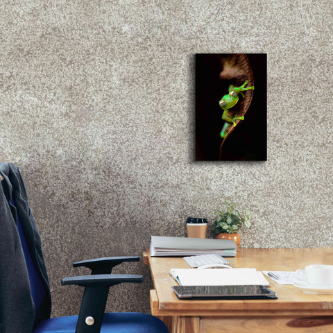 Image of 'Frog Portrait' by Thomas Haney, Giclee Canvas Wall Art,12 x 18
