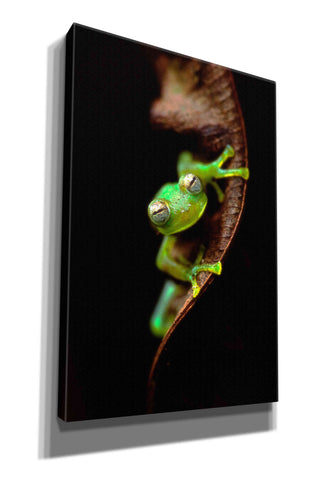 Image of 'Frog Portrait' by Thomas Haney, Giclee Canvas Wall Art