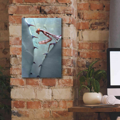 Image of 'Mantis Agave' by Thomas Haney, Giclee Canvas Wall Art,12 x 18