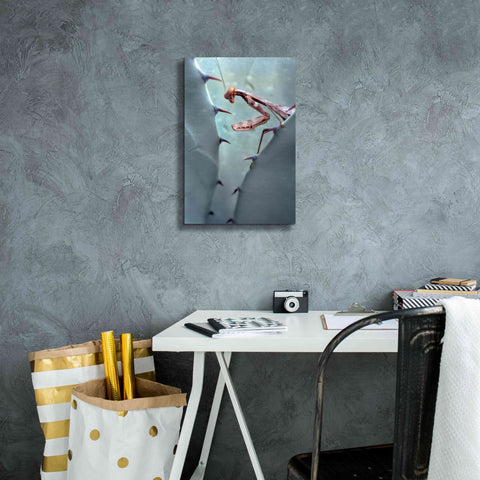 Image of 'Mantis Agave' by Thomas Haney, Giclee Canvas Wall Art,12 x 18