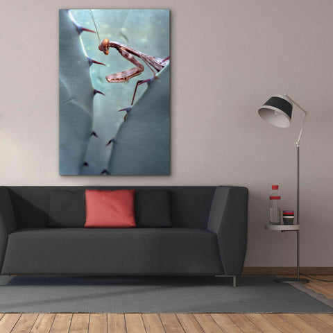 Image of 'Mantis Agave' by Thomas Haney, Giclee Canvas Wall Art,40 x 60