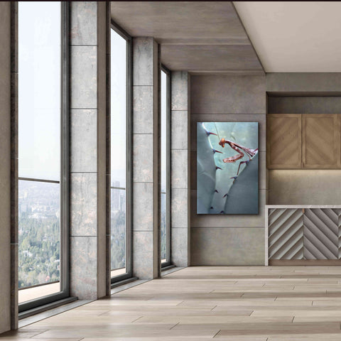 Image of 'Mantis Agave' by Thomas Haney, Giclee Canvas Wall Art,40 x 60