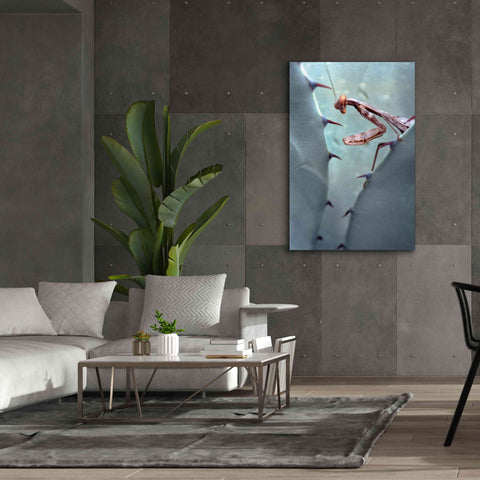 Image of 'Mantis Agave' by Thomas Haney, Giclee Canvas Wall Art,40 x 60