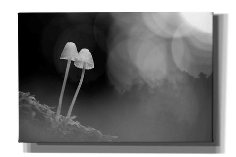 Image of 'Mushroom Tiny' by Thomas Haney, Giclee Canvas Wall Art