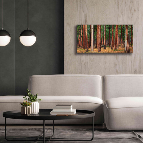 Image of 'Ponderosa Trunks' by Thomas Haney, Giclee Canvas Wall Art,40 x 20