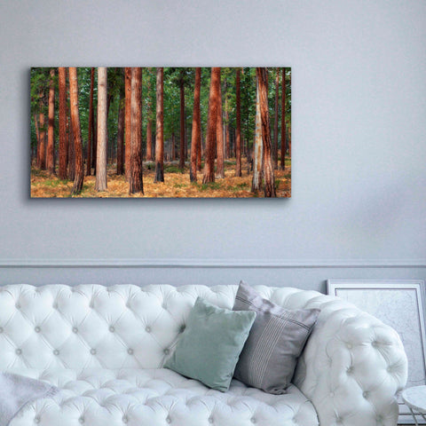 Image of 'Ponderosa Trunks' by Thomas Haney, Giclee Canvas Wall Art,60 x 30