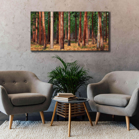 Image of 'Ponderosa Trunks' by Thomas Haney, Giclee Canvas Wall Art,60 x 30
