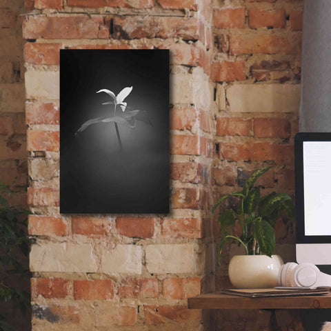 Image of 'Trillium Pastel 1 B&W' by Thomas Haney, Giclee Canvas Wall Art,12 x 18