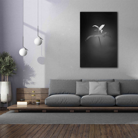 Image of 'Trillium Pastel 1 B&W' by Thomas Haney, Giclee Canvas Wall Art,40 x 60
