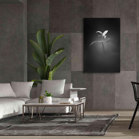 Image of 'Trillium Pastel 1 B&W' by Thomas Haney, Giclee Canvas Wall Art,40 x 60