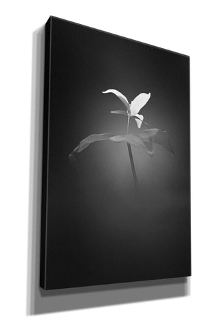 Image of 'Trillium Pastel 1 B&W' by Thomas Haney, Giclee Canvas Wall Art