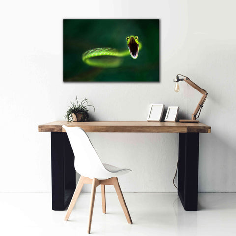 Image of 'Vine Snake' by Thomas Haney, Giclee Canvas Wall Art,40 x 26