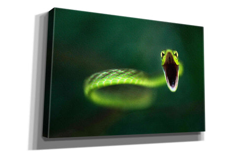 Image of 'Vine Snake' by Thomas Haney, Giclee Canvas Wall Art