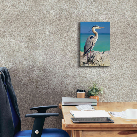 Image of 'Blue Heron' by Mike Jones, Giclee Canvas Wall Art,12 x 18