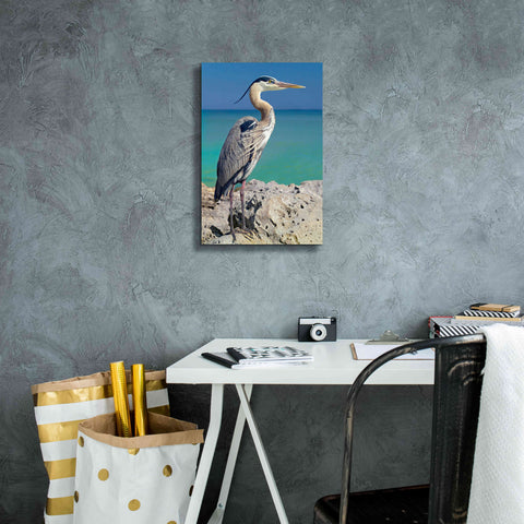 Image of 'Blue Heron' by Mike Jones, Giclee Canvas Wall Art,12 x 18