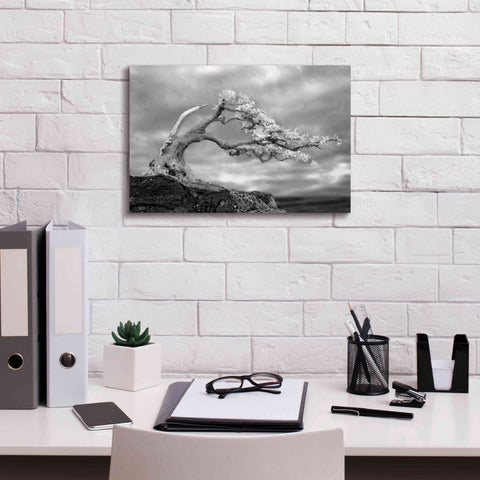 Image of 'Bonzai' by Mike Jones, Giclee Canvas Wall Art,18 x 12