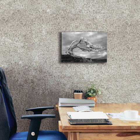 Image of 'Bonzai' by Mike Jones, Giclee Canvas Wall Art,18 x 12