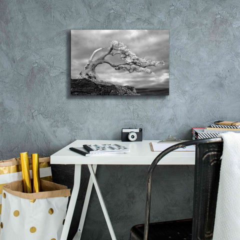 Image of 'Bonzai' by Mike Jones, Giclee Canvas Wall Art,18 x 12