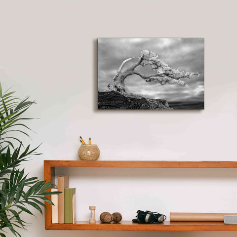 Image of 'Bonzai' by Mike Jones, Giclee Canvas Wall Art,18 x 12