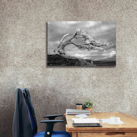 Image of 'Bonzai' by Mike Jones, Giclee Canvas Wall Art,40 x 26