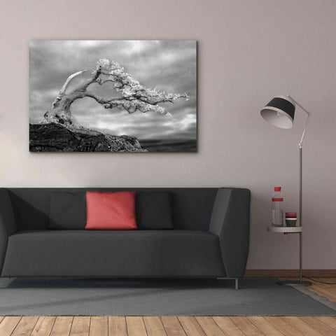 Image of 'Bonzai' by Mike Jones, Giclee Canvas Wall Art,60 x 40