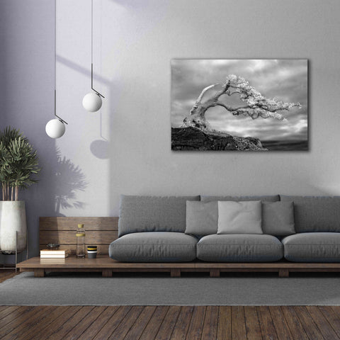 Image of 'Bonzai' by Mike Jones, Giclee Canvas Wall Art,60 x 40