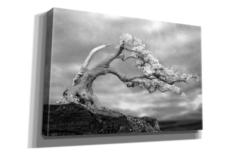 Image of 'Bonzai' by Mike Jones, Giclee Canvas Wall Art