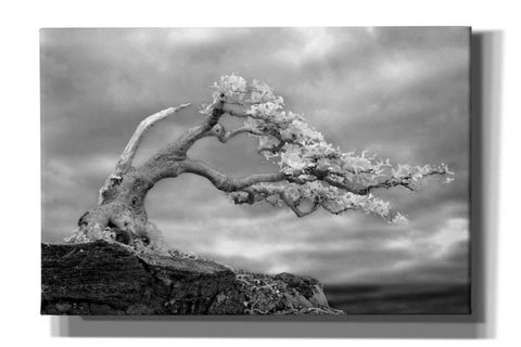 Image of 'Bonzai' by Mike Jones, Giclee Canvas Wall Art