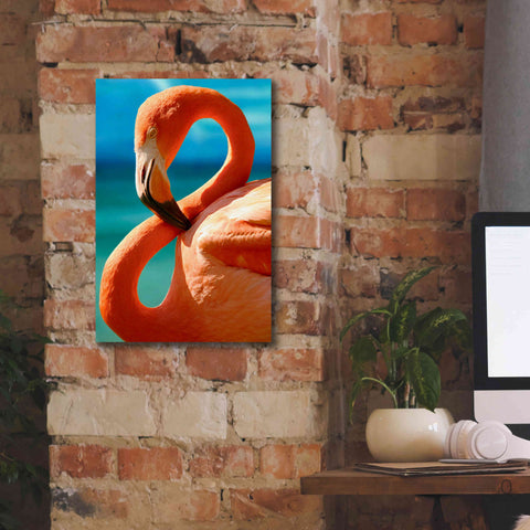 Image of 'Flamingo' by Mike Jones, Giclee Canvas Wall Art,12 x 18