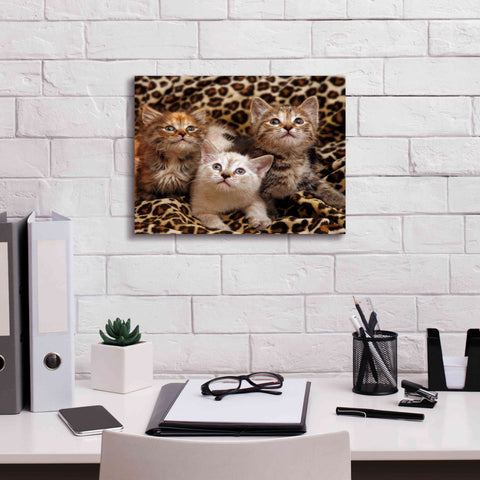 Image of 'Kittens' by Mike Jones, Giclee Canvas Wall Art,16 x 12