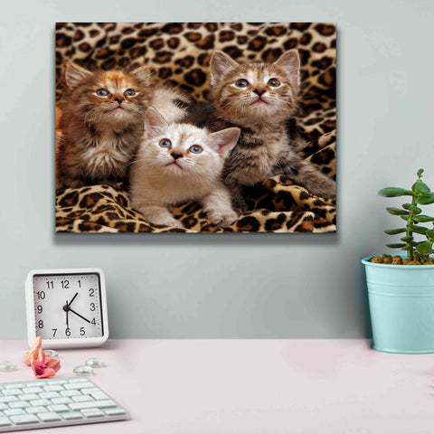 Image of 'Kittens' by Mike Jones, Giclee Canvas Wall Art,16 x 12