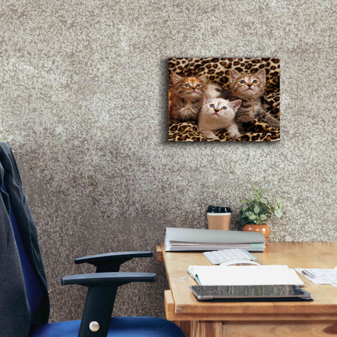 Image of 'Kittens' by Mike Jones, Giclee Canvas Wall Art,16 x 12