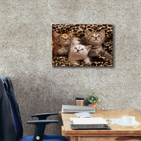 Image of 'Kittens' by Mike Jones, Giclee Canvas Wall Art,24 x 20