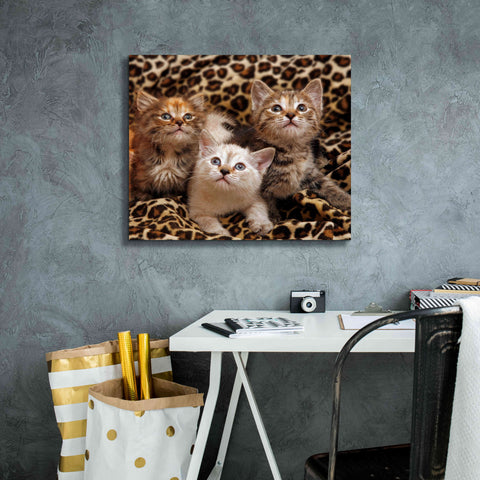 Image of 'Kittens' by Mike Jones, Giclee Canvas Wall Art,24 x 20