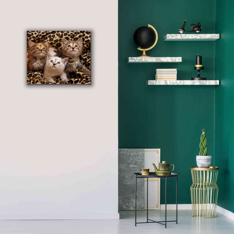 Image of 'Kittens' by Mike Jones, Giclee Canvas Wall Art,24 x 20