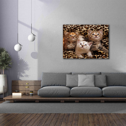 Image of 'Kittens' by Mike Jones, Giclee Canvas Wall Art,54 x 40