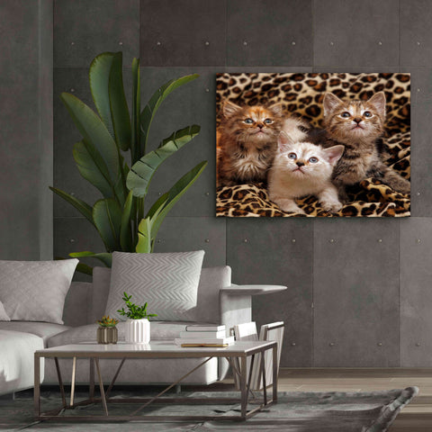 Image of 'Kittens' by Mike Jones, Giclee Canvas Wall Art,54 x 40