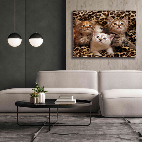 Image of 'Kittens' by Mike Jones, Giclee Canvas Wall Art,54 x 40