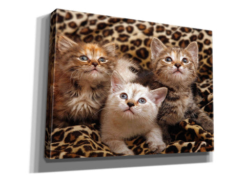 Image of 'Kittens' by Mike Jones, Giclee Canvas Wall Art