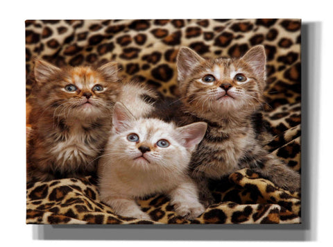 Image of 'Kittens' by Mike Jones, Giclee Canvas Wall Art