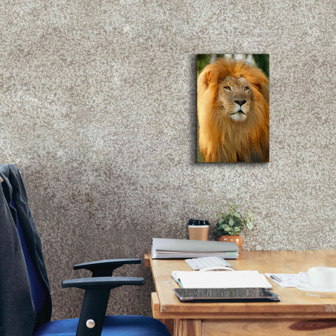 Image of 'Lion' by Mike Jones, Giclee Canvas Wall Art,12 x 18