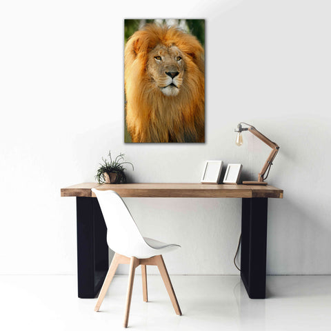 Image of 'Lion' by Mike Jones, Giclee Canvas Wall Art,26 x 40