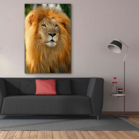 Image of 'Lion' by Mike Jones, Giclee Canvas Wall Art,40 x 60