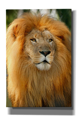 Image of 'Lion' by Mike Jones, Giclee Canvas Wall Art