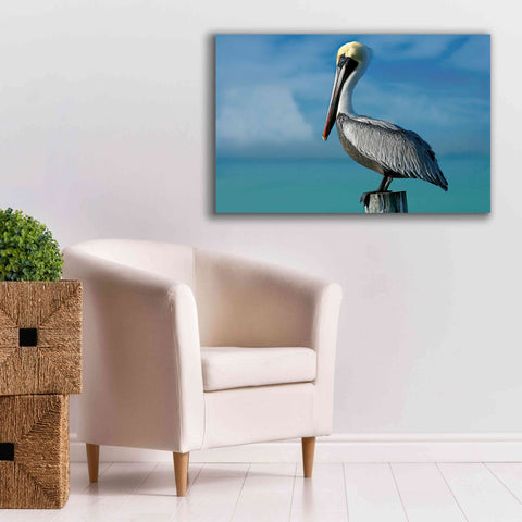 Image of 'Pelican' by Mike Jones, Giclee Canvas Wall Art,40 x 26