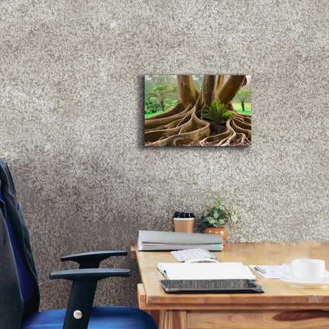 Image of 'Roots Sarasots Big Tree' by Mike Jones, Giclee Canvas Wall Art,18 x 12