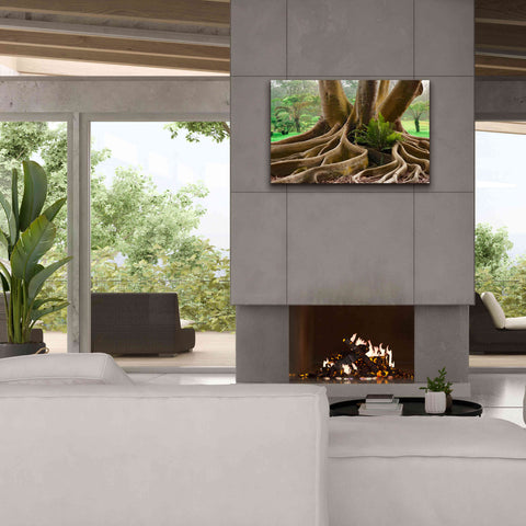 Image of 'Roots Sarasots Big Tree' by Mike Jones, Giclee Canvas Wall Art,40 x 26