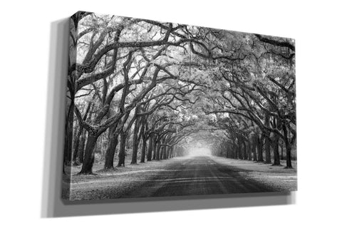 Image of 'Wormsloe Inf Light' by Mike Jones, Giclee Canvas Wall Art